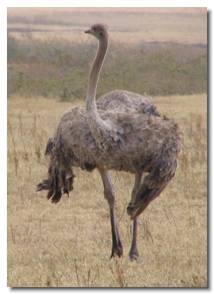 TA 82 - Female Ostrich 2